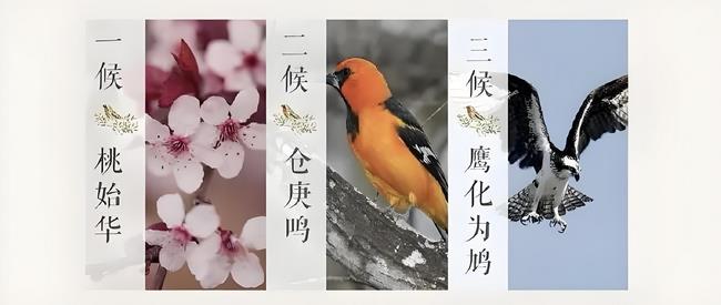 惊蛰三候 (Copy).jpg