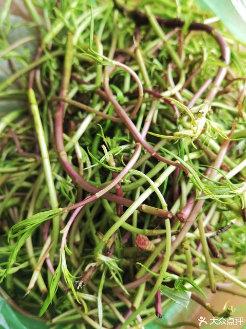春食野菜正当时：解锁自然馈赠的养生密码(图2)