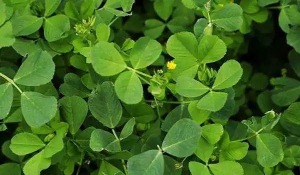 春食野菜正当时：解锁自然馈赠的养生密码(图5)