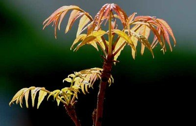 春食野菜正当时：解锁自然馈赠的养生密码(图3)