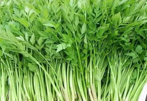春食野菜正当时：解锁自然馈赠的养生密码(图4)
