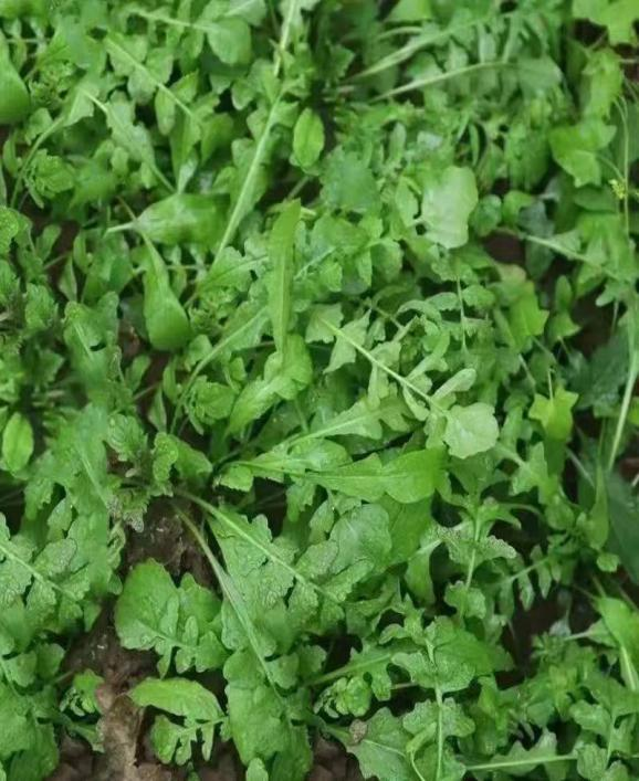 春食野菜正当时：解锁自然馈赠的养生密码(图1)
