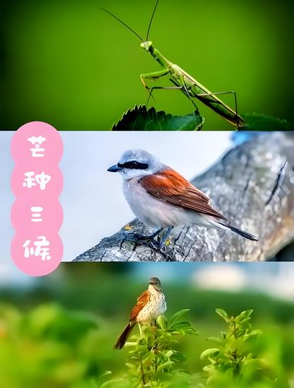 芒种三侯 (Copy).jpg